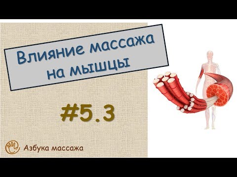 Влияние массажа на мышцы | Урок 5, часть 3 | Обучение массажу