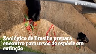 Decoração e almoço romântico. Veja encontro entre dois ursos no DF