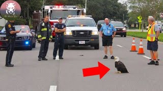 Crying Eagle Suddenly Blocked The Car, The Police Were Shocked to Find Out The Reason