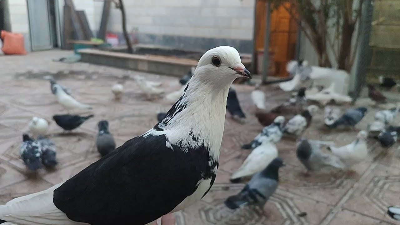 کبوتر پرشی نقش_عشق بازی🕊️🫶