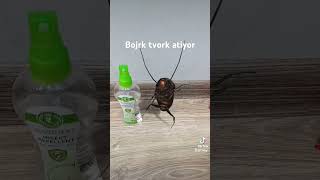 Bojek Tvork Atiyor