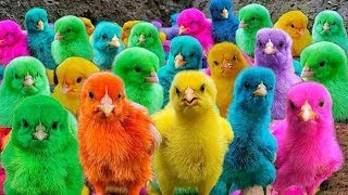 World Cute Chickens, Colorful Chickens, Rainbows Chickens, Cute Ducks,Rabbits,Cute Animals🐤