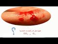 دور الدم في نقل الغازات التنفسية