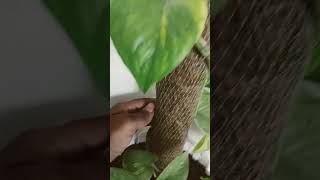 Money Plant Me Cori Stick Lagane Ka Karan Money Plant Care