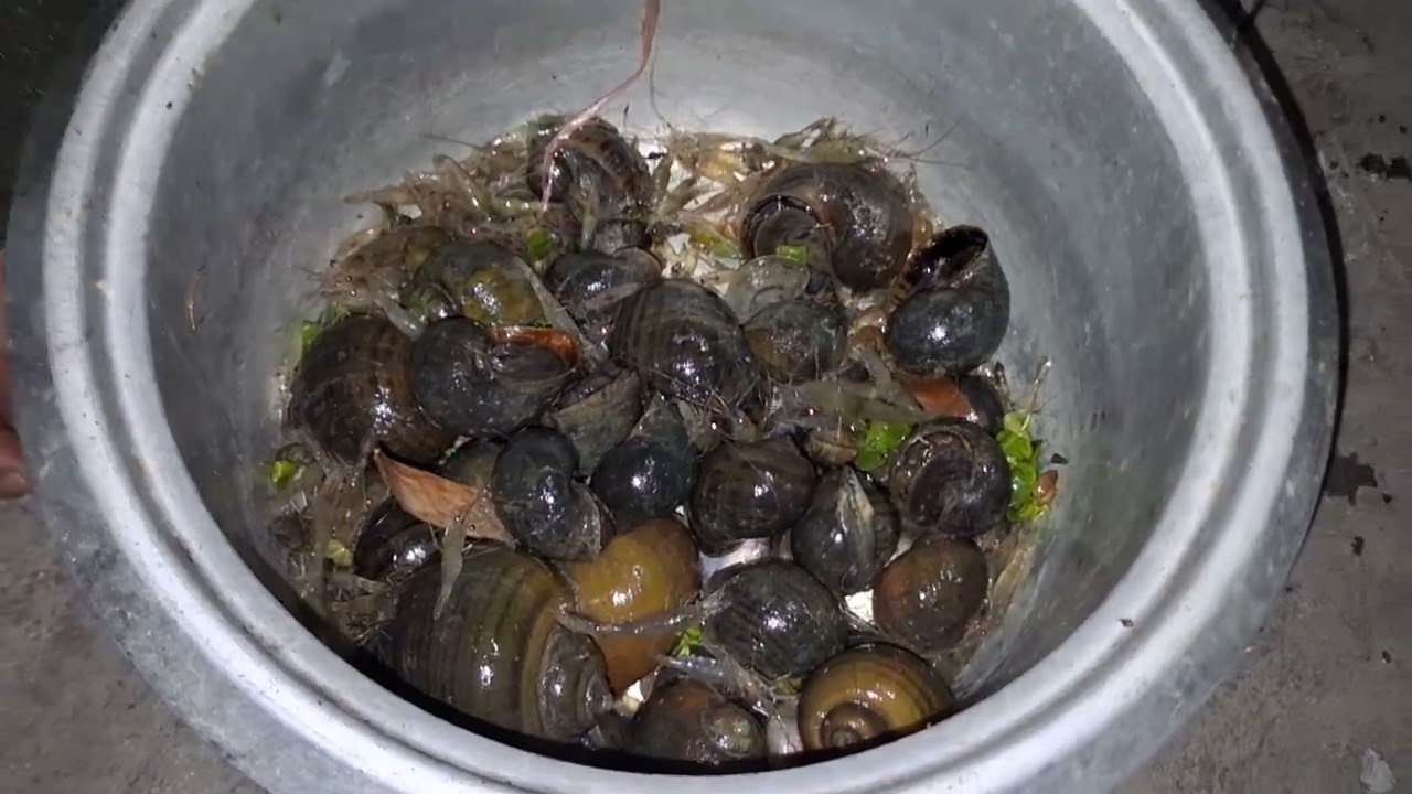 # กลับมาจากวิ่งงานครับ FC และเพื่อนๆทุกคนนะครับผมมาดูกุ้งต่อเลยครับเอามาจากคลอง