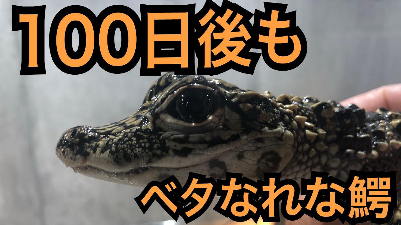 Even after 100 days, the crocodile is still clingy lol - YouTube