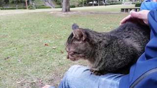 【プレミア公開】お蔵入り猫動画をスマホのメモリーから消す前にまとめて一挙公開