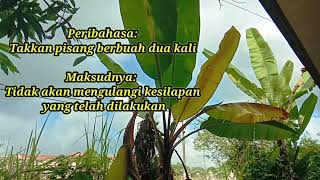Download Lagu Peribahasa: Takkan Pisang Berbuah Dua Kali MP3