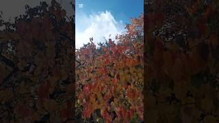 autumn season. #learningisfun #autumn #season #science