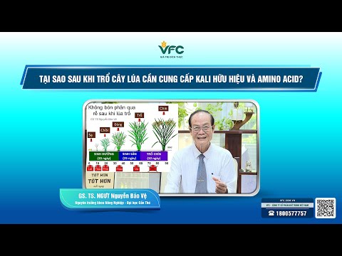 Tại sao sau khi trổ cây lúa cần cung cấp Kali hữu hiệu và Amino Acid? - video from VFC