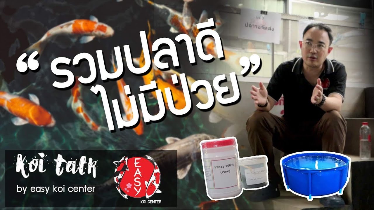 รวมปลาดี ไม่มีป่วย - Koi Talk EP.55