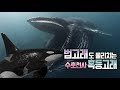 거대한 혹등고래가 바다의 천사로 불리는 이유