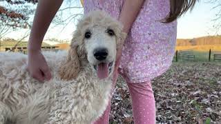 Mackinac from Above Standard Poodles 11.8.22 Cream Standard Poodle Male