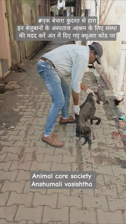 #hit by human 😈 #foryou #shortsfeed #13million #lifeisbutadream #animals #love #help #innocent