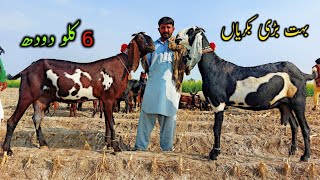 World's Best Milking Goat Bread _Best Milking Goat In Pakistan