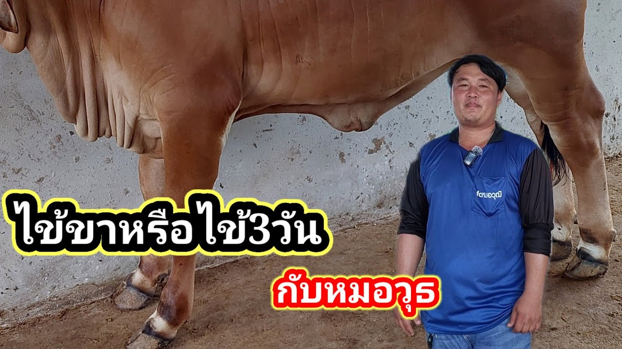ไข้ขาแข็งหรือไข้3วัน อันตรายถ้ารักษาไม่ทัน#พูดจาภาษาวัว