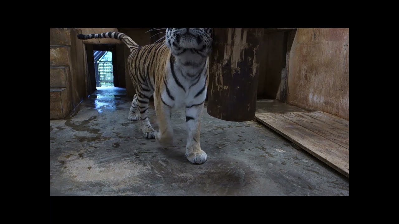 飼育係直伝 アムールトラ観察ポイントその2 応用編 東京ズーネット