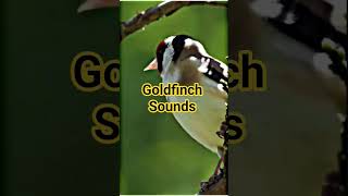 تغريد ناري للتحفيز🔥 #europeangoldfinch #goldfinch #birds #goldfinch_motivacion #birdsounds#carduelis