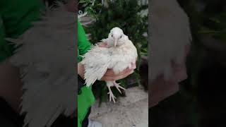 The Happy Quail Dance Shells