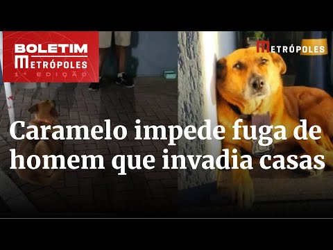 MG: vira-lata caramelo impede fuga de homem que invadia residências | Boletim Metrópoles 1º