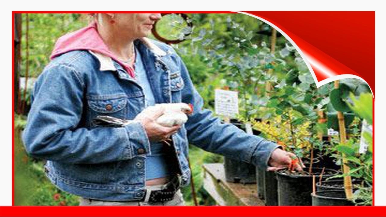 Portland'S Pistils Nursery !