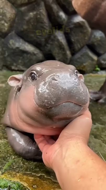 Moo Deng is cuuuute! #cuteannimals #moodeng