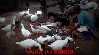 Um Sitio Com Muitos Animais Palmópolis