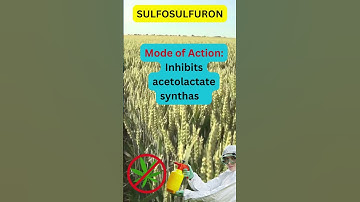 Sulfosulfuron Herbicide: Chemistry, Formulation, and Best Uses in Wheat and Barley Fields!"
