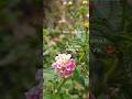 LANTANA CAMARA- most beautiful❤ but most invasive too😡