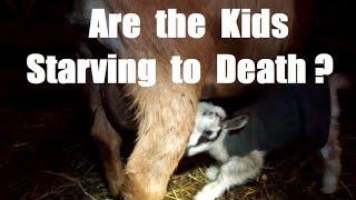 Penny's Udder Problems Got WORSE! | What I Did to Fix Them