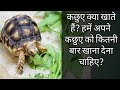 Tortoise kya khata hain ? What should we feed to our turtle? Flora And Fauna