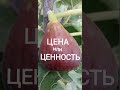 Цена и Ценность Инжира. Саженцы черенки