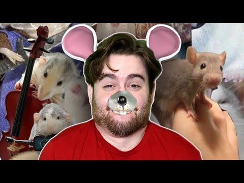 Breaking Down the Facts About RATS