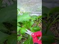 cutting a small green pepper plant stalk using a sharp pair of gardening scissors inside