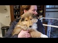 Uther's First Day - We bring home our Rough Collie Puppy! WARNING - EXTREME CUTENESS!!