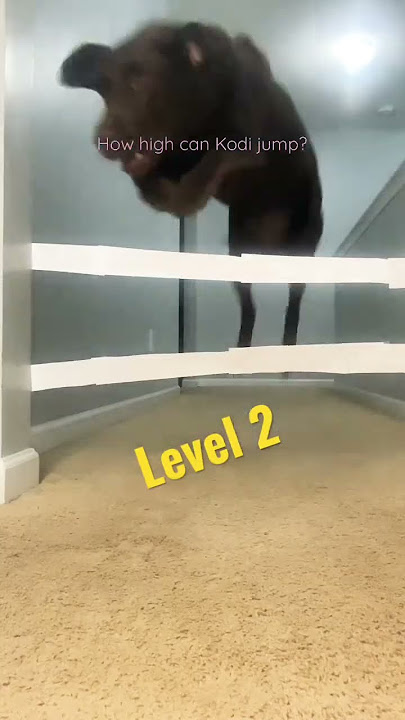 How high can Kodi jump? #shorts