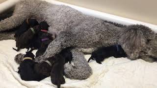 Newborn Goldendoodle Feeding Frenzy by High Tide Goldendoodles 142 views 6 years ago 23 seconds