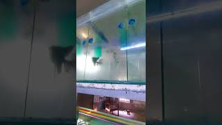 Angel Fish Breeding is Ready to Breed #angelfish #aquarium #fishbreeding