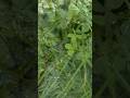 4k relaxing nature sounds -shorts video clips of nature #clips #scenery #viral