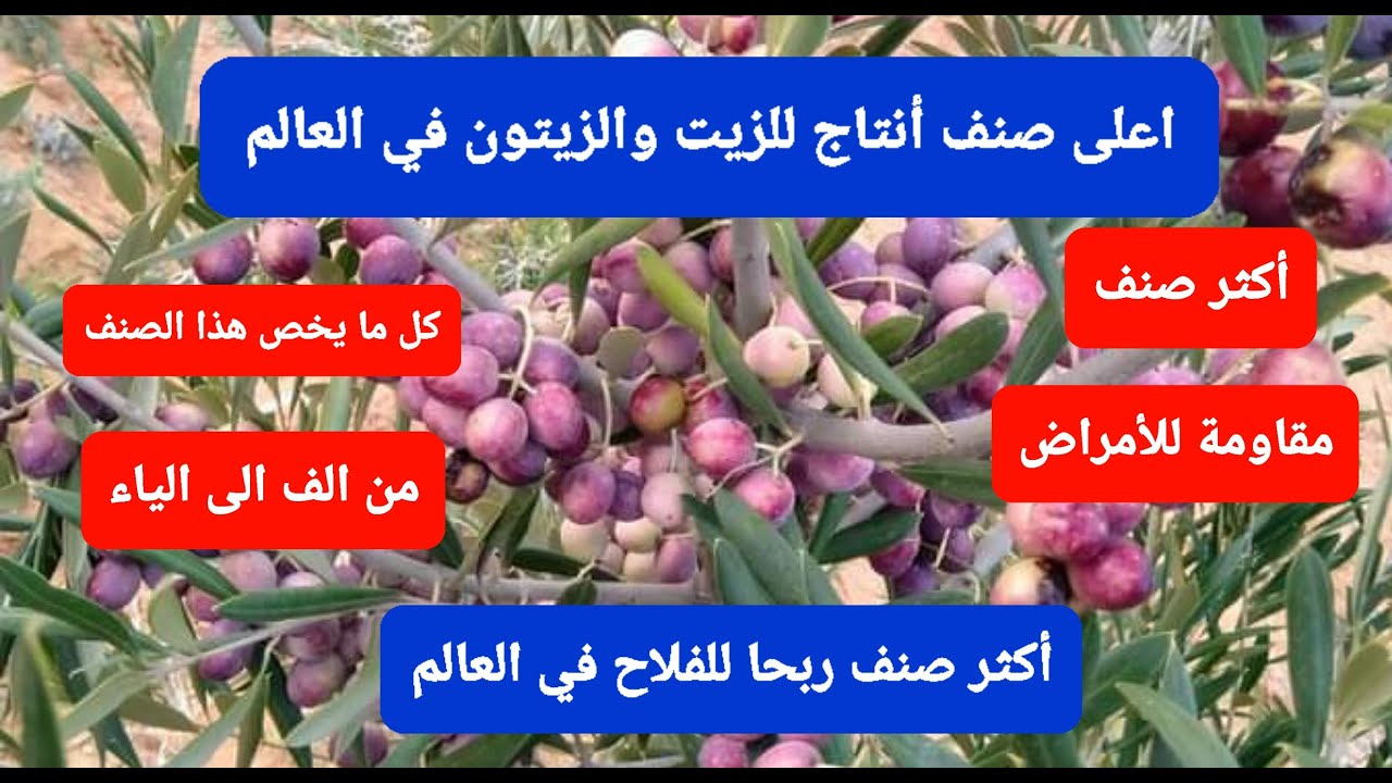 أكثر صنف ربحا للفلاح في العالم        #كلنا_ريان