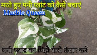 मरता हुआ मनी प्लांट भी तेजी से बढ़ेगा, Marble Queen, मनी प्लांट का मिट्टी में यह काम करें