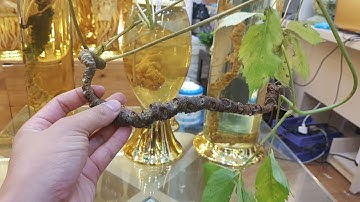 Cách nhận biết sâm ngọc linh hàng rừng....