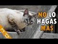 15 Cosas Que DEBES DEJAR De Hacer Con Tu Gato O LO LASTIMARÁS | Cosas Que Los Gatos Odian
