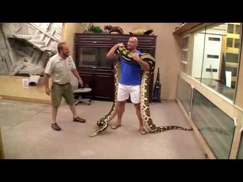 GIANT Pythons at Prehistoric Pets