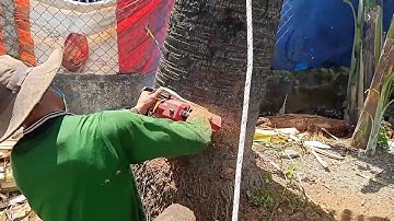 cưa cây thốt nốt  không cho ngã vào nhà , Cưa cây kỹ thuật cao