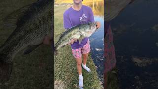 Big bass caught from golf course pond! #shorts #bass #fishing
