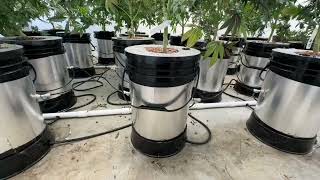Redfarm 900W UV IR LED Grow Light US Stock