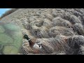 Весенняя охота с подсадной уткой на крякового селезня. Spring hunting with duck