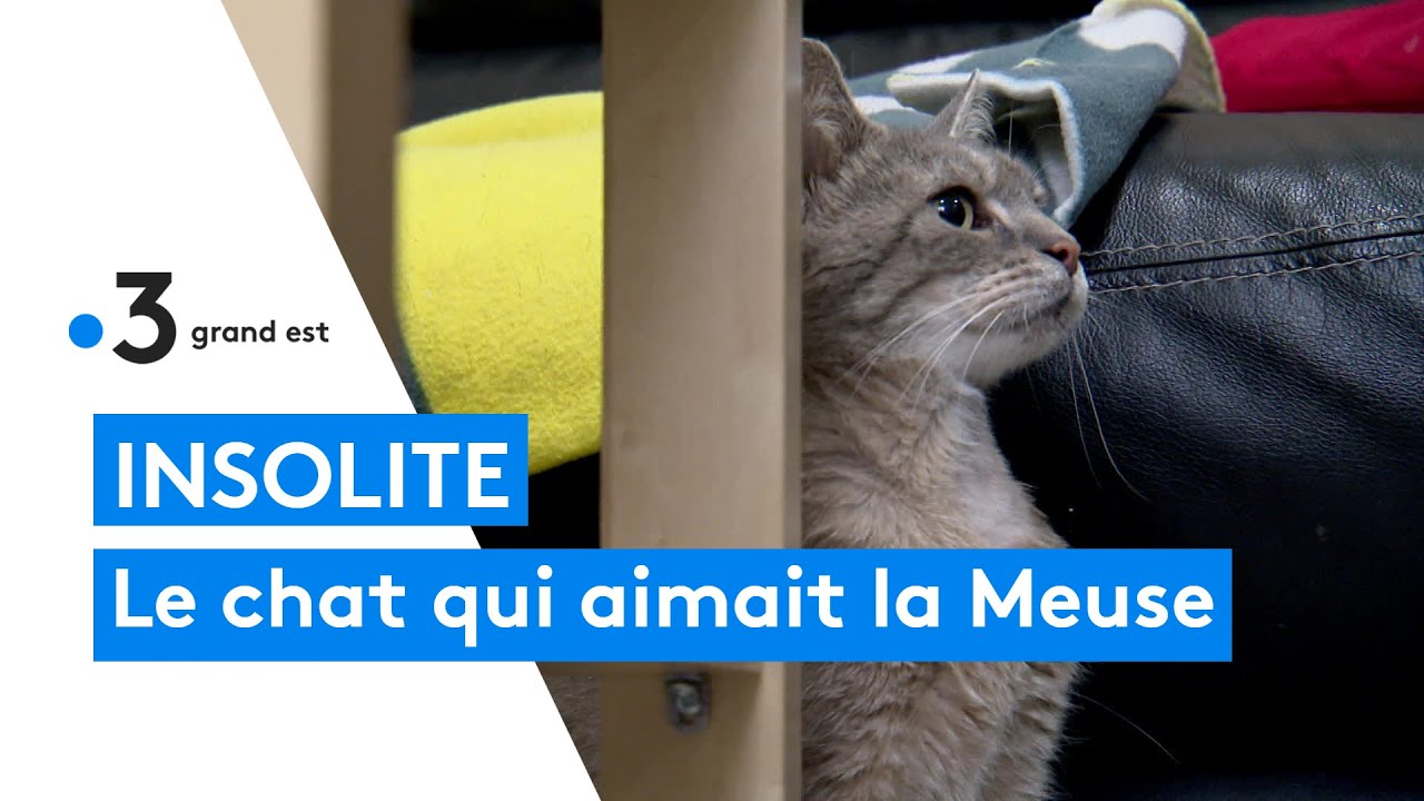 Le chat qui a quitté la Normandie pour regagner sa Meuse