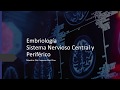 Embriología Sistema Nervioso